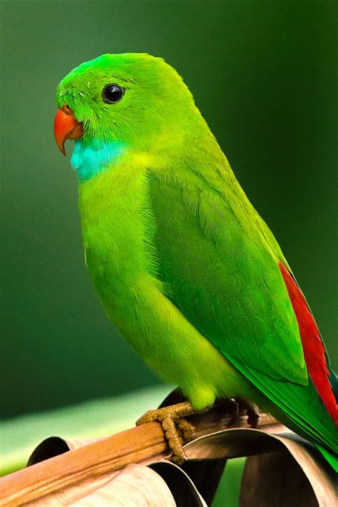 green parrot photo